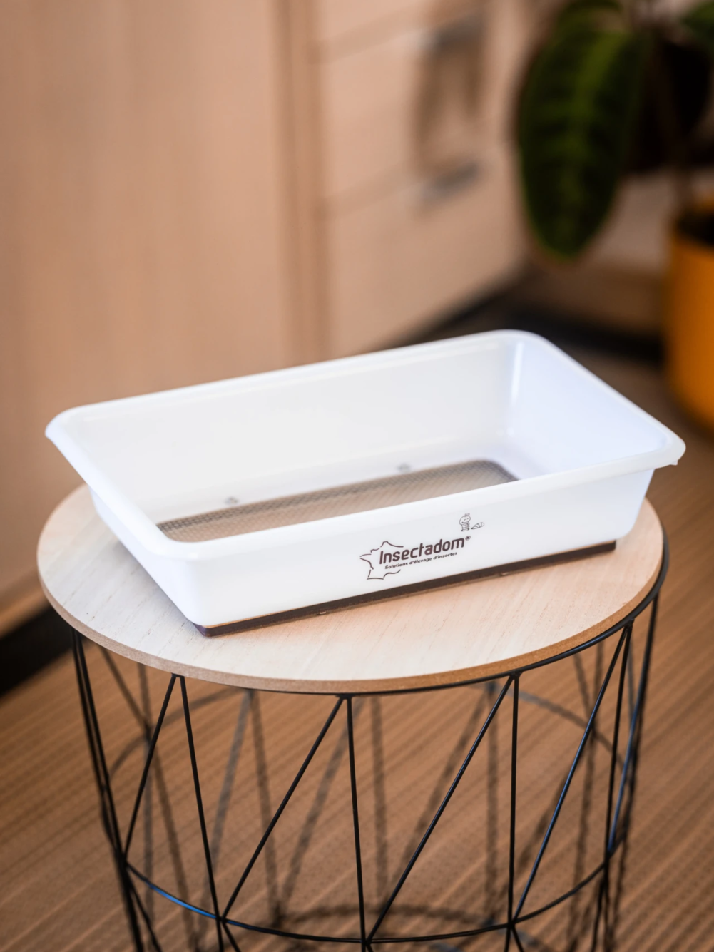 insectadom-bac-de-ponte-avec-cadre-en-bois