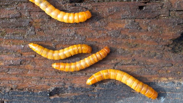 élever des vers de farine pour nourrir vos animaux - images de vers de farine