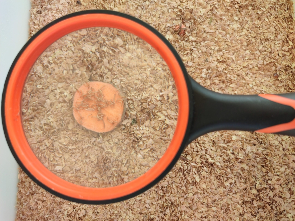 élevage de vers de farine problèmes et solutions. Petites larves à la loupe