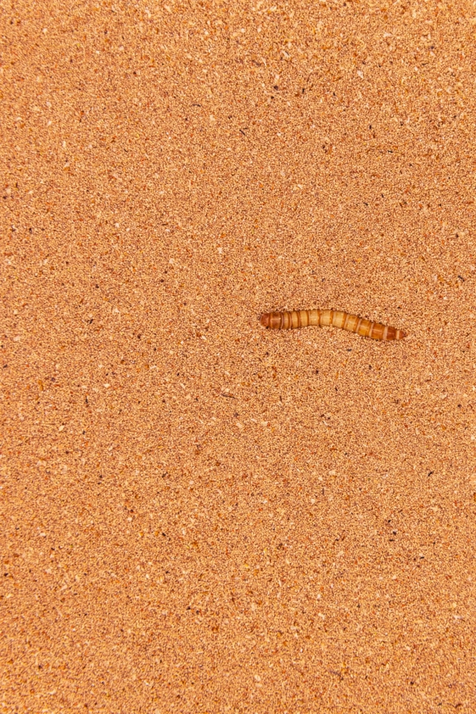 Kit de démarrage - FRASS